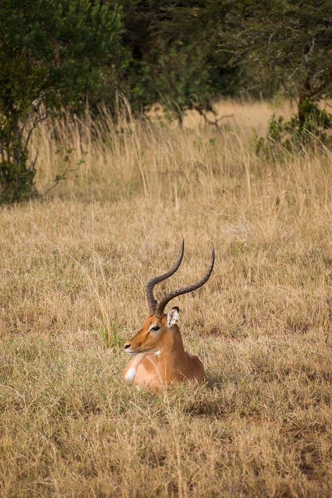 laikipia